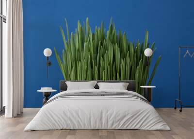 Green grass on a blue isolated background Wall mural