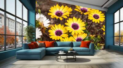 cape daisy (Osteospermum ecklonis) in a flowerbed Wall mural