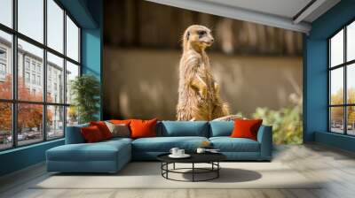 suricate Wall mural