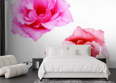 Two pink beauty roses on a white background Wall mural