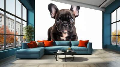 French bulldog puppy on white background Wall mural