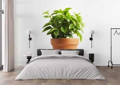 Green plant in a pot isolated on a white background Wall mural