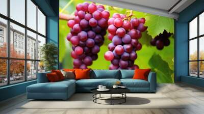 bunch of ripe grapes on a vine Wall mural