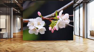 two blossoms sharing a branch on a flowering tree Wall mural