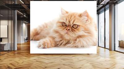 Fluffy Persian cat posing on a seamless white background in a studio setting Wall mural