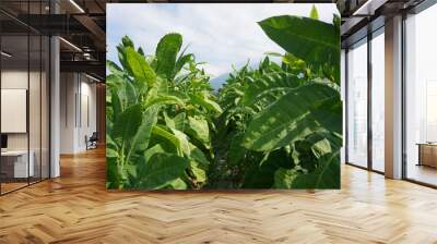 Landscape green tobacco fields that grow abundantly in Indonesia Wall mural