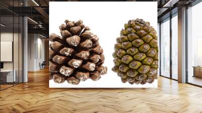 Closeup of a closed and open pine cone isolated on a white background Wall mural