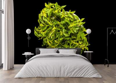 Basil leaves in a pot with a black background in Brazil. Wall mural