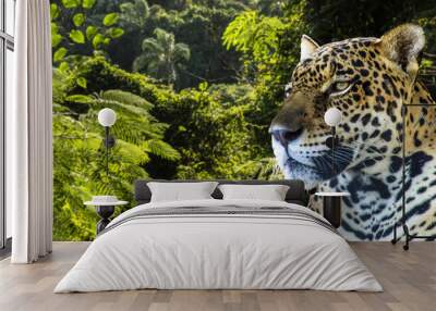 Brazilian onca (Panthera onca) with Tropical rainforest background in Brazil Wall mural