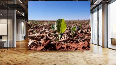 Green soy plant leaves in the cultivate field, in Brazil with selective focus; in Brazil Wall mural