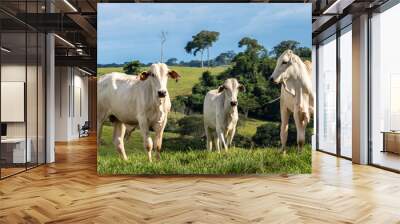 Herd of zebu Nellore animals in a pasture area of a beef cattle farm in Brazil Wall mural