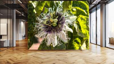 passion fruit flower on garden in farm in Brazil Wall mural