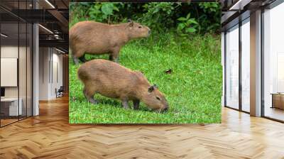 The largest living rodent in the world: Capybara (hydrochoerus hydrochaeris) on the lawn, Brazil Wall mural