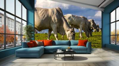 Zebu Nellore cow in the pasture area of a beef cattle farm in Brazil Wall mural