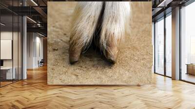 goat hoof Wall mural