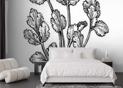 Coriander ink sketch. Wall mural