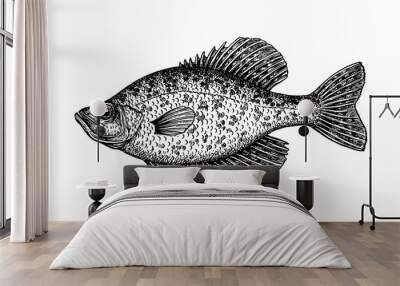 Crappie fish ink sketch Wall mural