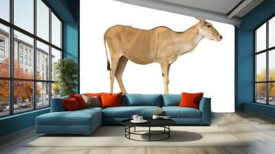 isolated antelope on white Wall mural