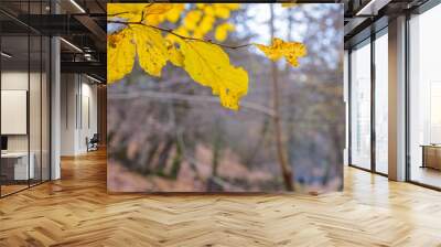 autumn leaves in the forest Wall mural