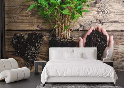 Home gardening relocating house plant, grount in hands, weeping fig. home plant care Wall mural