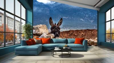 donkeys resting in a village Wall mural