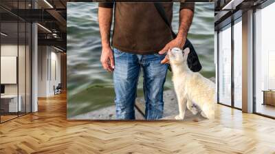 a young man is loving a homeless cat at a beach  Wall mural