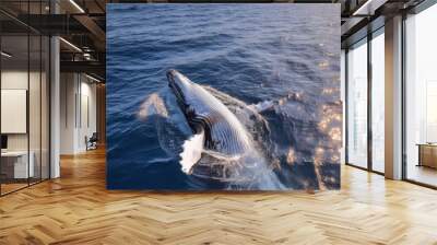 humpback whale Wall mural