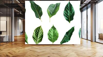 set of green leaves isolated on transparent background, leaf cut out  Wall mural