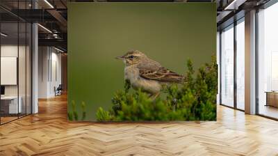 Tawny Pipit (Anthus campestris) perched on a branch Wall mural