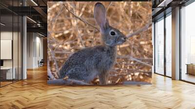 Desert cottontail rabbit Wall mural