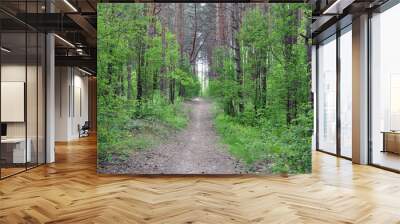 A path in a beautiful pine forest in central Europe. Wall mural