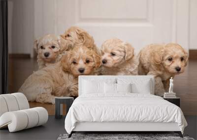 beautiful and cute puppies are playing on the floor in the room. Maltipu puppies. Wall mural