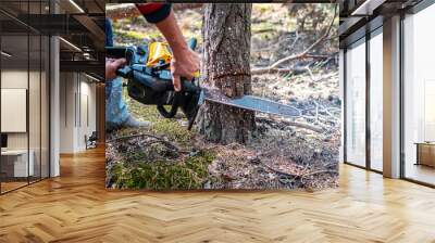 Sawing a young pine tree with a chainsaw. Tree bark incision. Close up of logging, cutting young trees Wall mural