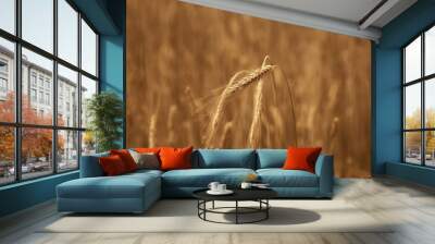 Background picture close-up of wheat spike on the field. Golden ears are a symbol of harvest and fertility. Harvesting, bread. Wall mural