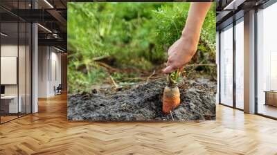 Farmer's hand pulls fresh carrots from the ground, close-up, organic vegetables. The concept of a garden, cottage, harvest. Wall mural