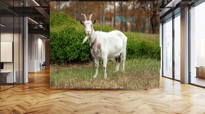 White goat in the meadow, against the backdrop of vegetation. Copy space. Wall mural