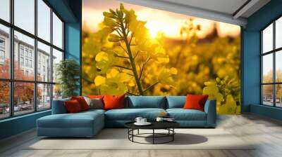 Close up of rapeseed blossom at sunset in field in late spring time Wall mural