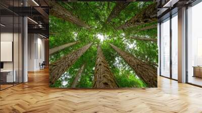 View up to the treetops in a forest near port renfrew, british columbia, canada Wall mural