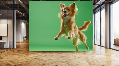 Young dog in a jump, in flight. Cute happy pet with tongue hanging out on green isolated background Wall mural