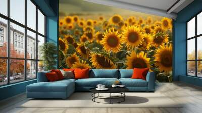 sunflower harvest, tall sunflowers in the golden fields await harvesting their ripe seeds promise a bountiful autumn harvest Wall mural