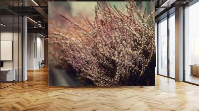 Lavender in galvanized buckets, street decoration. on the street Wall mural