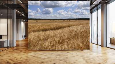 Ripe rye in the agricultural field. The ears of rye are fluttering in the wind. Photo of a summer landscape from Belarus. Wall mural