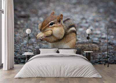 hungry chipmunk eating peanuts Wall mural