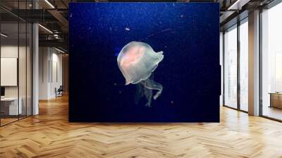 Moon jelly fish in aquarium Wall mural