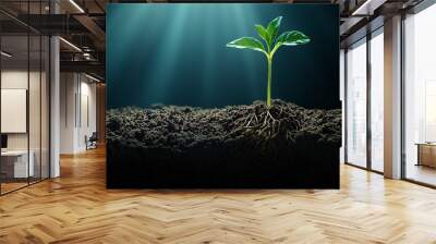 A fresh green plant emerges from dark soil under soft sunlight in an indoor setting, symbolizing growth and renewal Wall mural