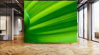 Palm tree leaf, abstract green natural texture, macro. Wall mural