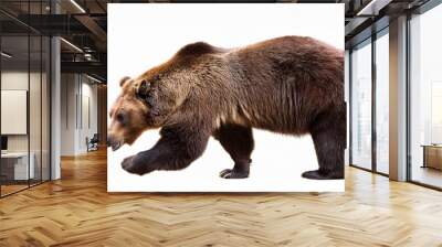 big bear isolated on white Wall mural