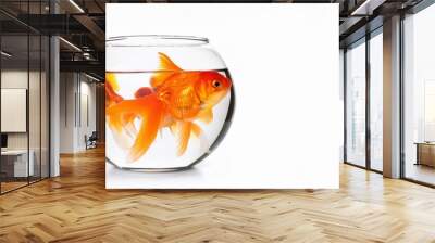 goldfishes in a fishbowl isolated on white background Wall mural