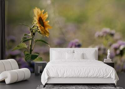 Sunflower on a field in the summer Wall mural