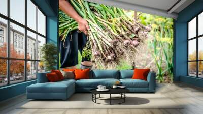 Bio vegetables. Farmer holding bunch of fresh organic garlic harvested in the garden. Wall mural